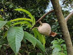 Image of custard apple