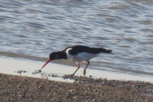 Image of oystercatcher, eurasian oystercatcher