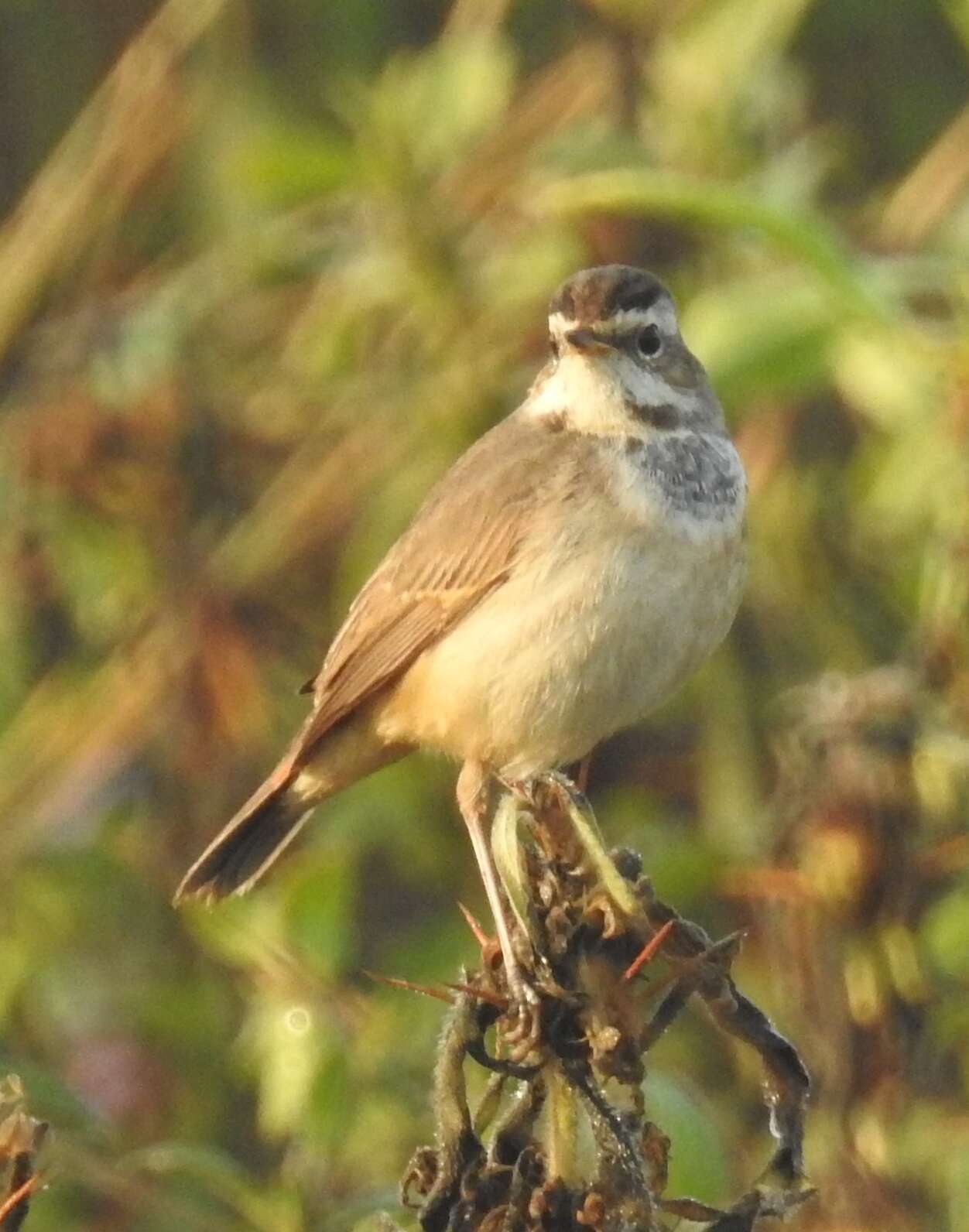 Image of Bluethroat