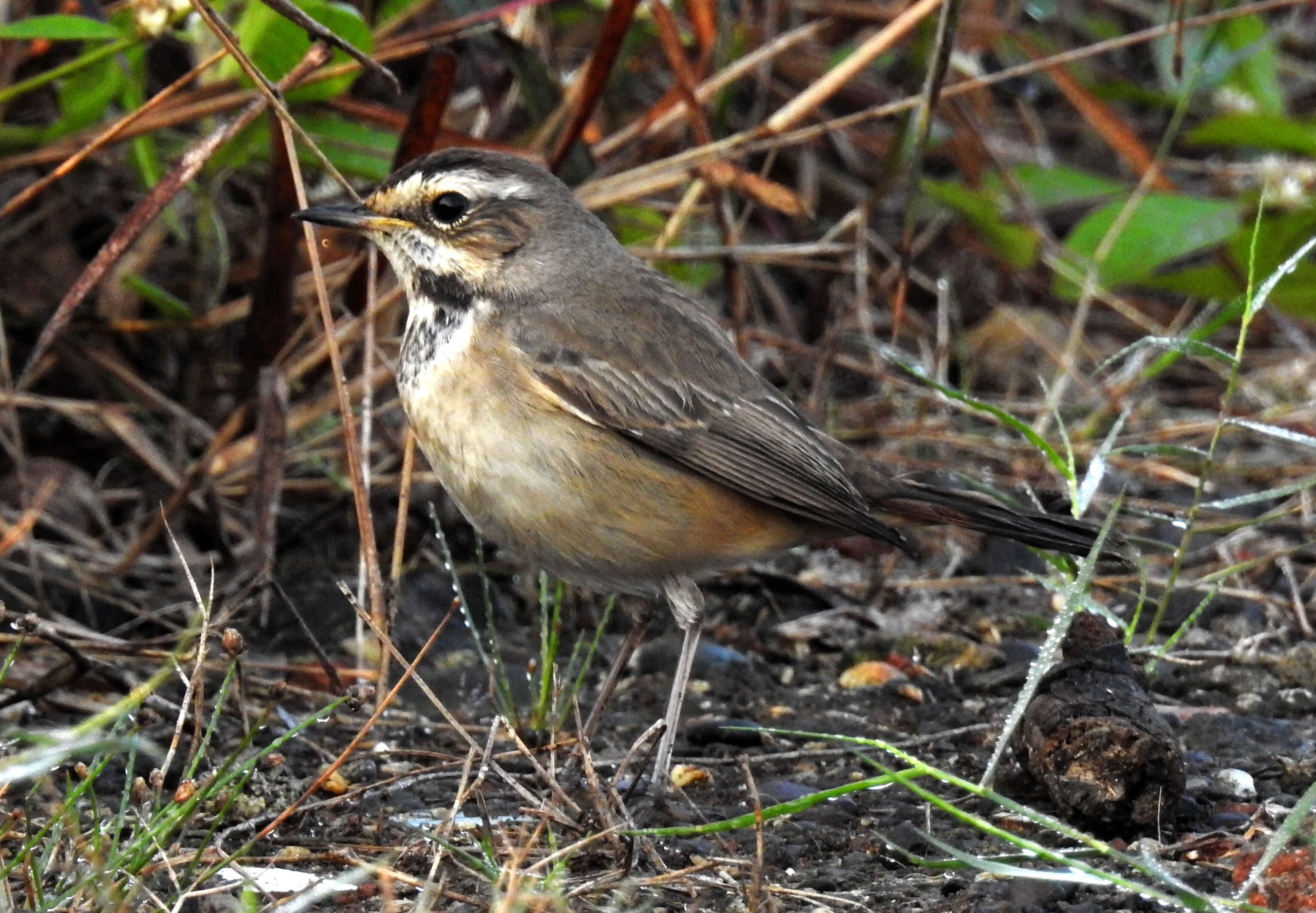 Image of Bluethroat