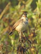 Image of Bluethroat