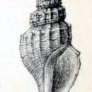Image of Propebela assimilis (Sars G. O. 1878)