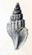 Image of Propebela assimilis (Sars G. O. 1878)