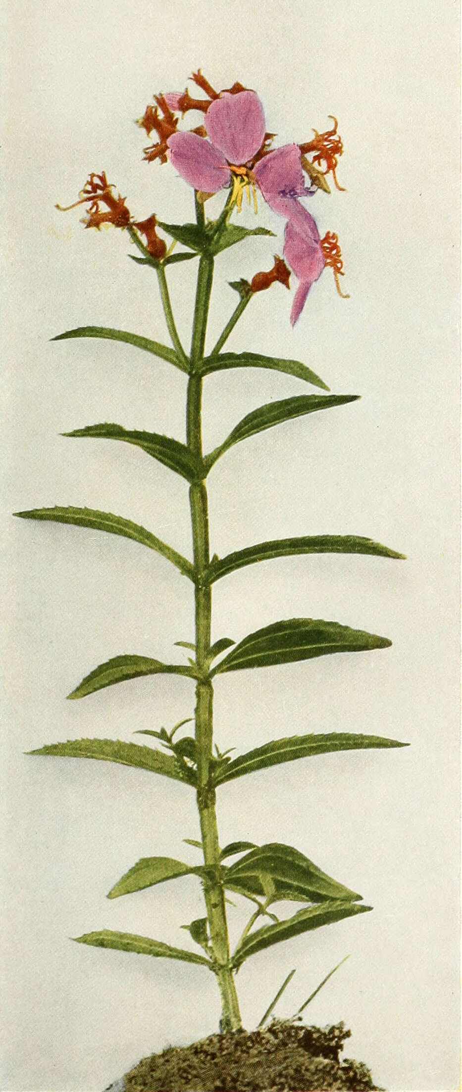 Imagem de Rhexia virginica L.