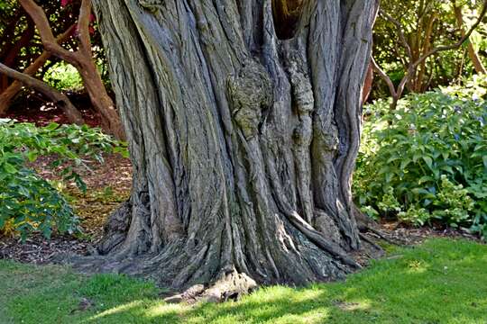 Image of black locust