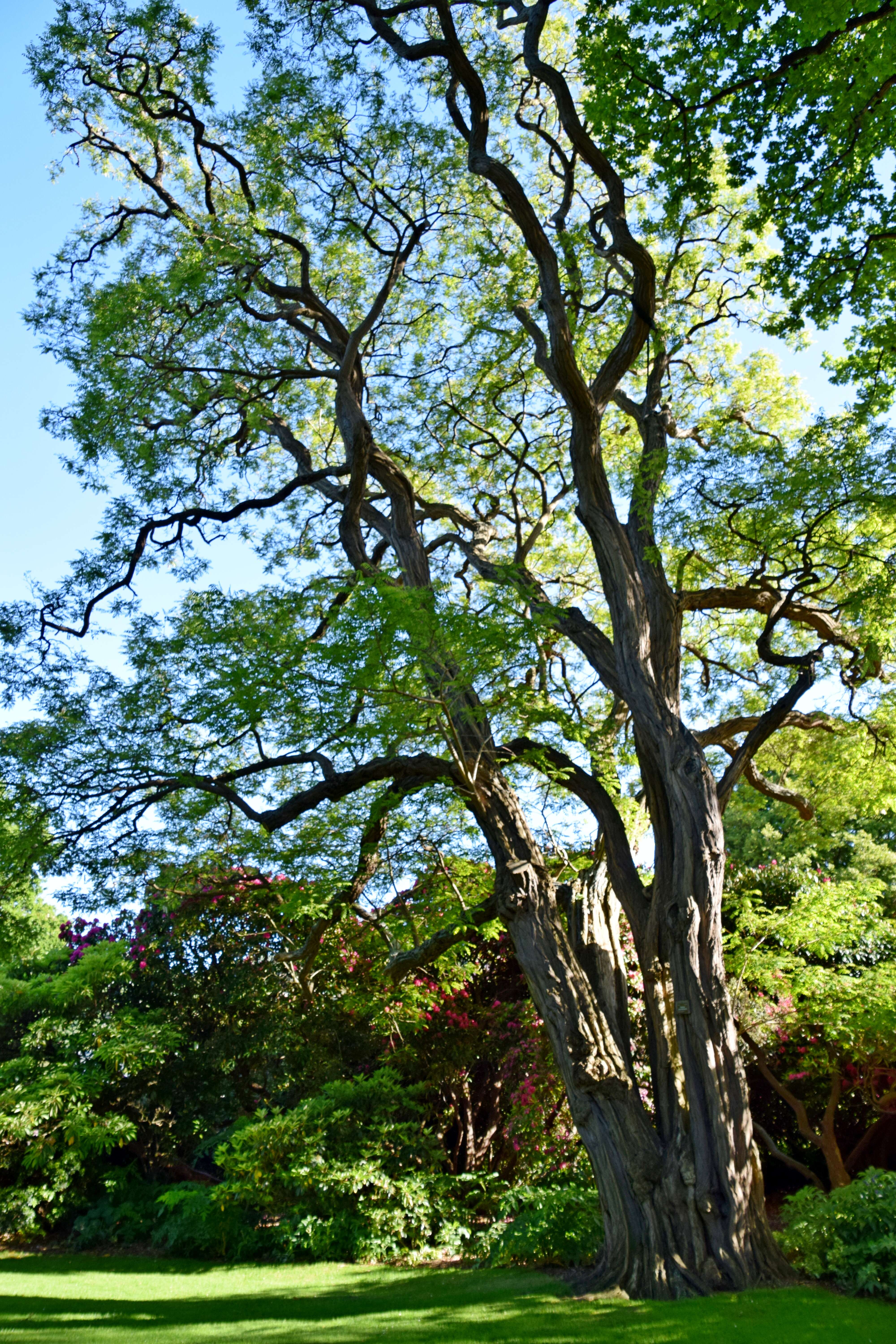 Image of black locust