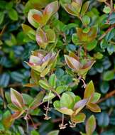 Image of Chilean guava