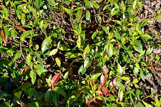 Image of Star-jasmine or Confederate-jasmine