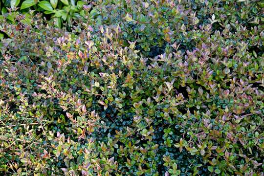 Image of Chilean guava