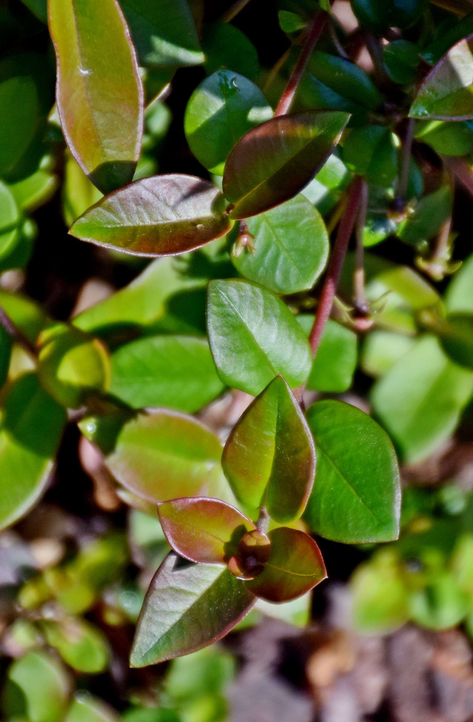 Image of Chilean guava