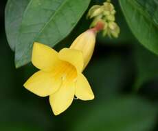 Image of bush allamanda