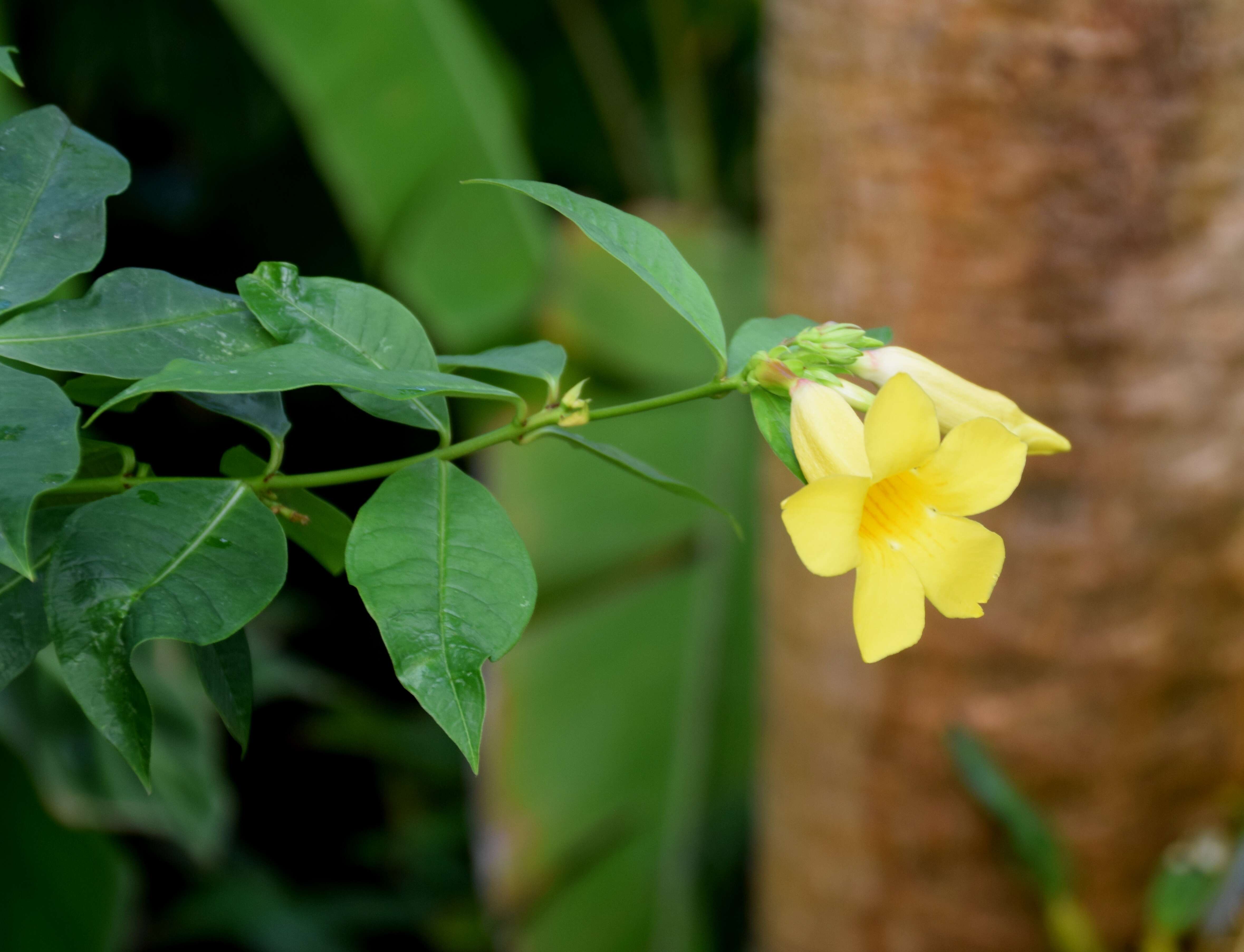 Image of bush allamanda