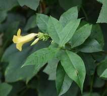 Image of bush allamanda