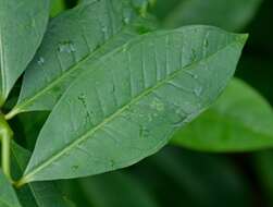 Image of bush allamanda