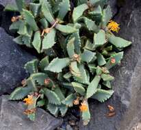 Image of Carruanthus ringens (L.) Boom