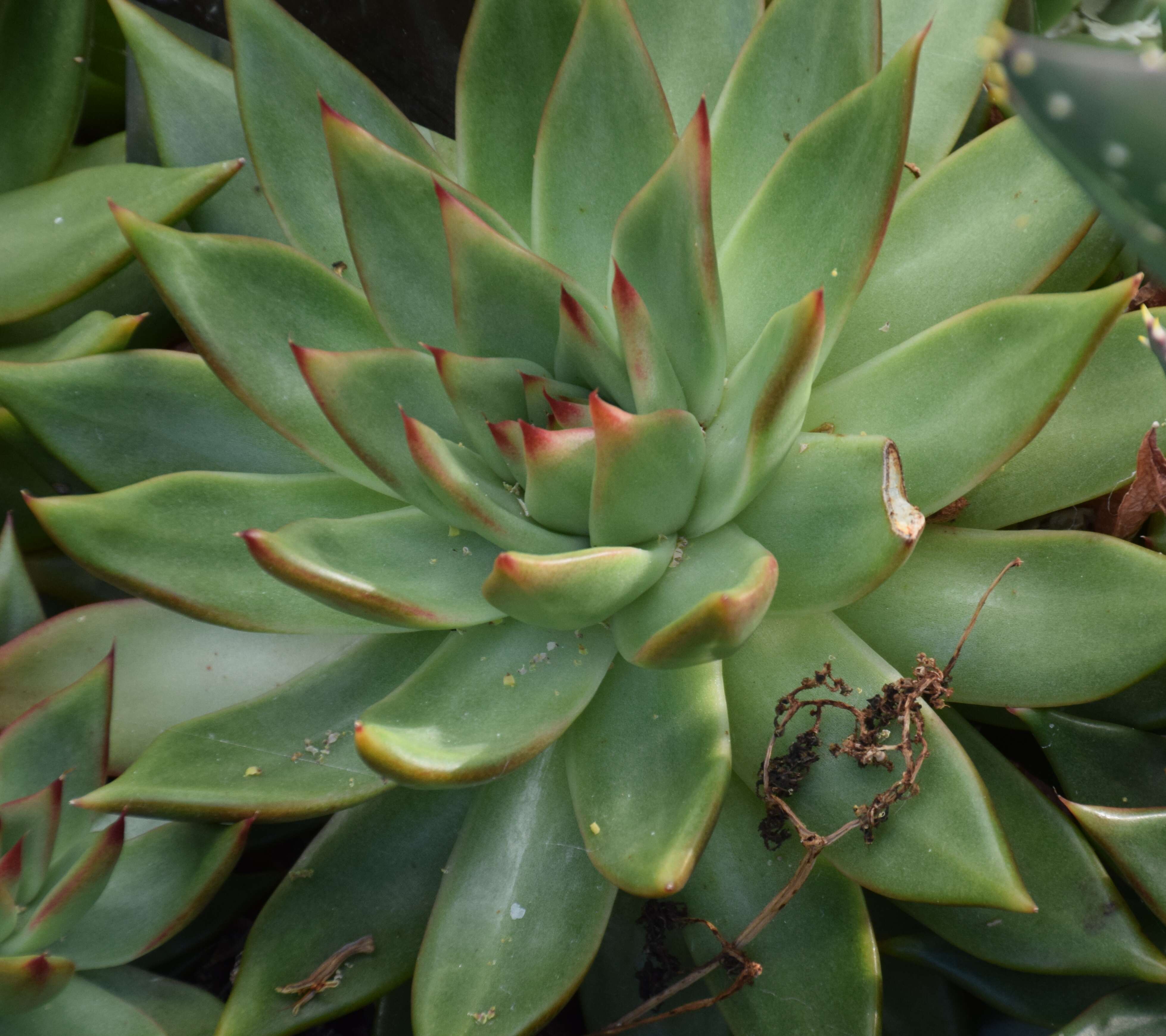 Image of Echeveria agavoides Lem.