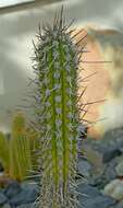 Weberbauerocereus weberbaueri (K. Schum.) Backeb.的圖片