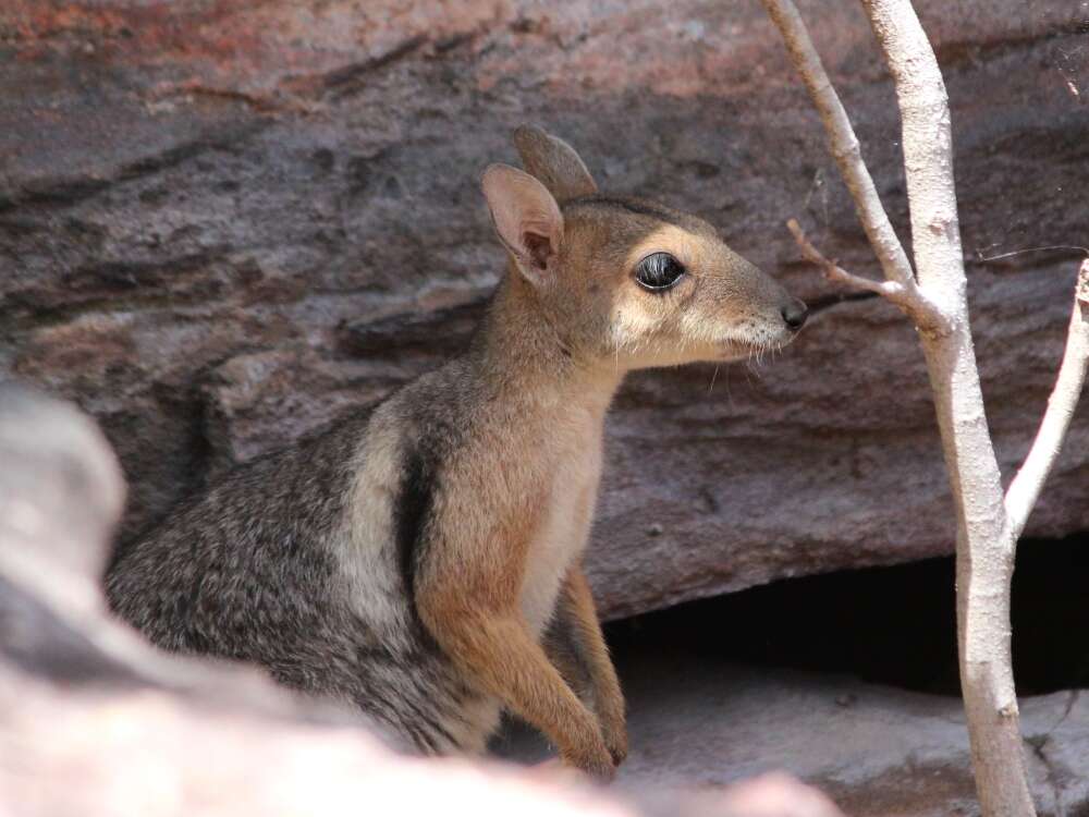 Image of Eastern short-eared rock-wallaby