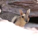 Image of Eastern short-eared rock-wallaby