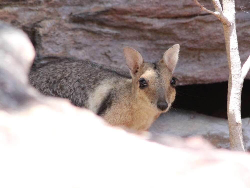 Image of Eastern short-eared rock-wallaby