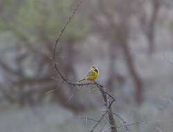 Image of Yellow-throated Longclaw