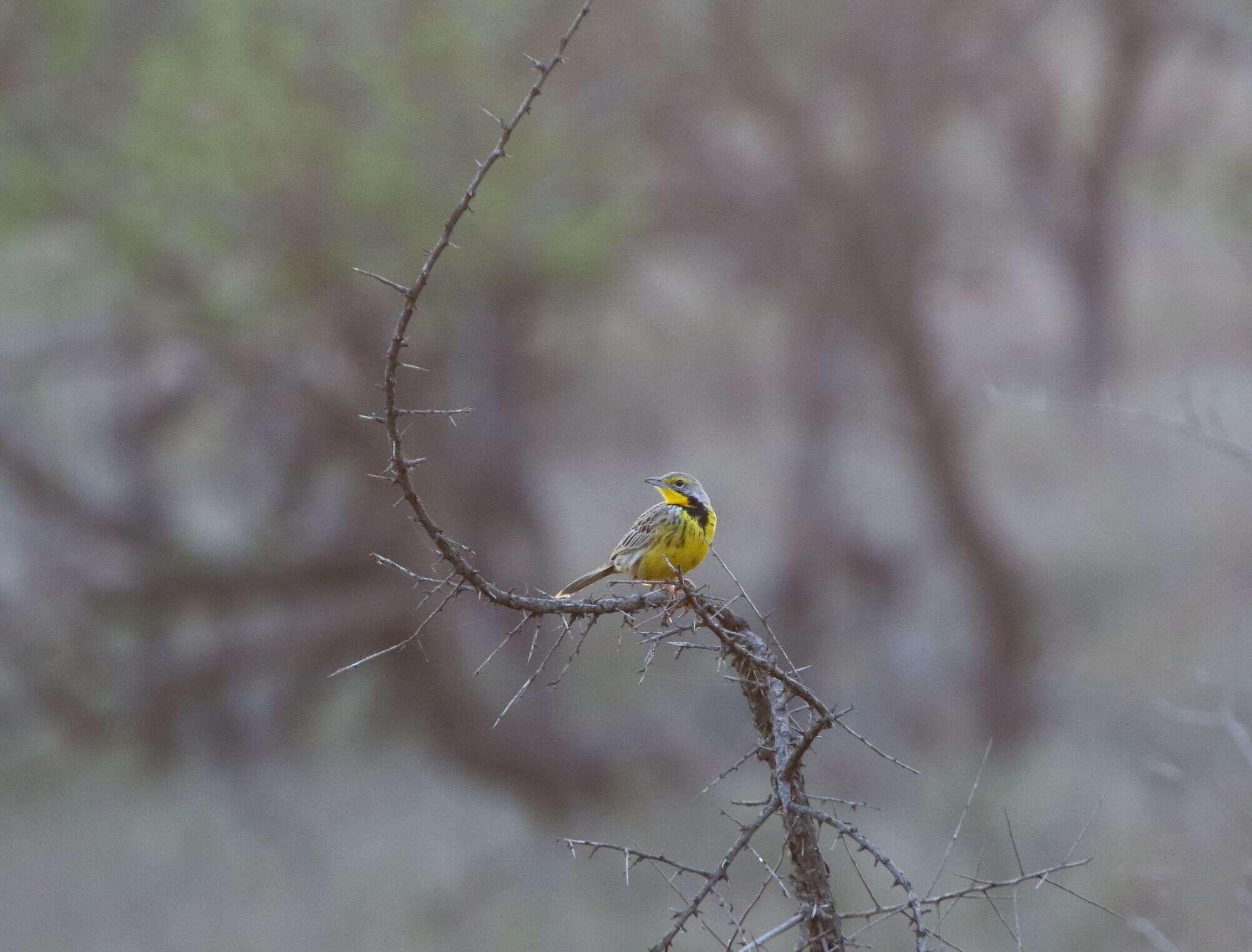 Image of Yellow-throated Longclaw