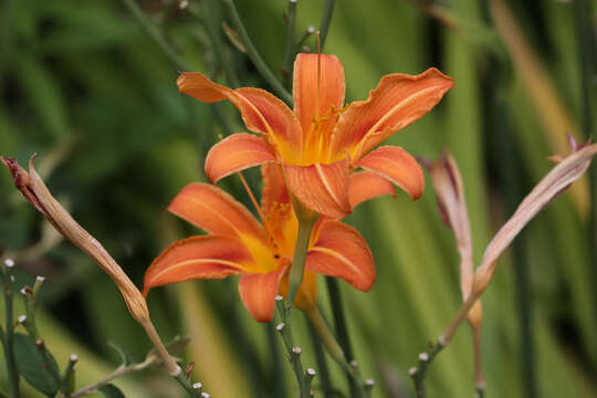 Image of orange daylily