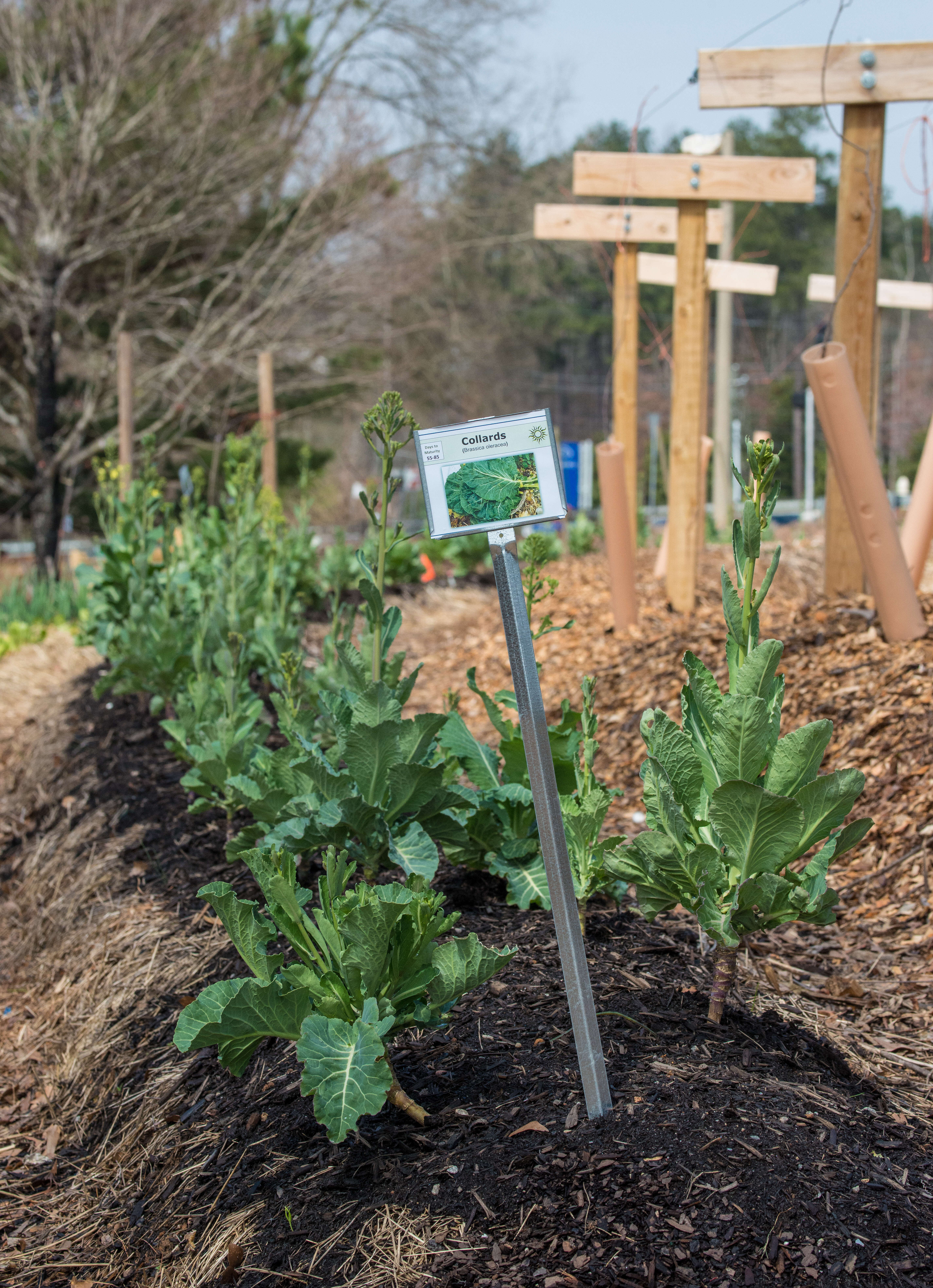 Image of Portuguese kale