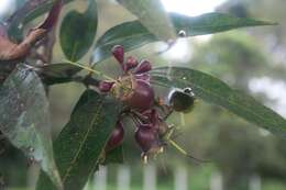 Слика од Syzygium jambos (L.) Alston