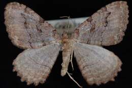 Image of Tissue Moth