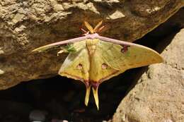 Imagem de Actias sinensis (Walker 1855)