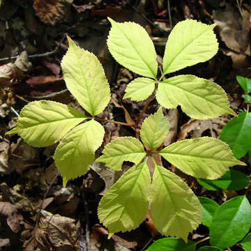 Image de Ginseng américain