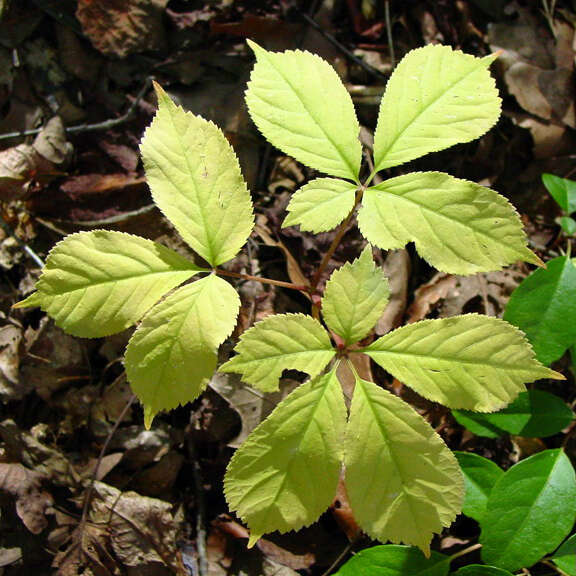 Panax quinquefolius L. resmi