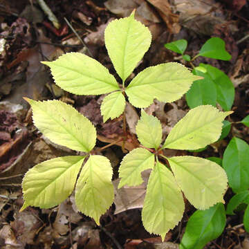 Panax quinquefolius L. resmi