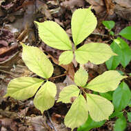 Panax quinquefolius L. resmi