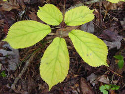 Panax quinquefolius L. resmi