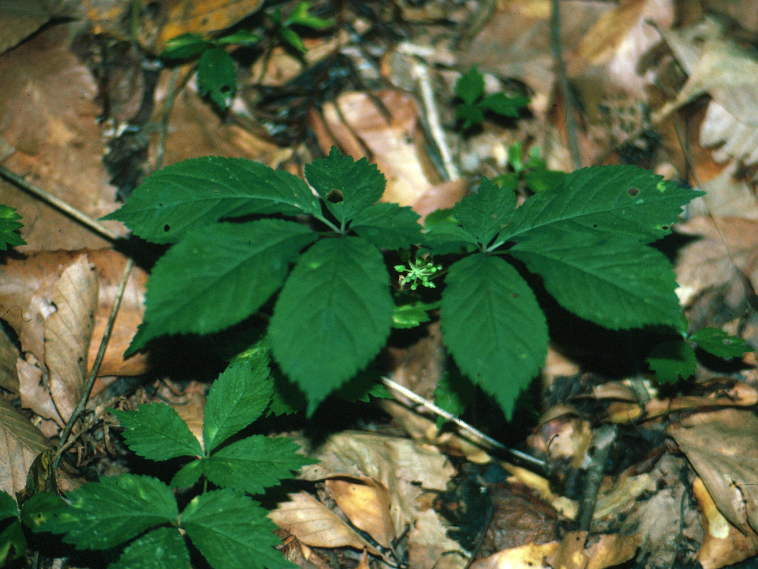 Panax quinquefolius L. resmi