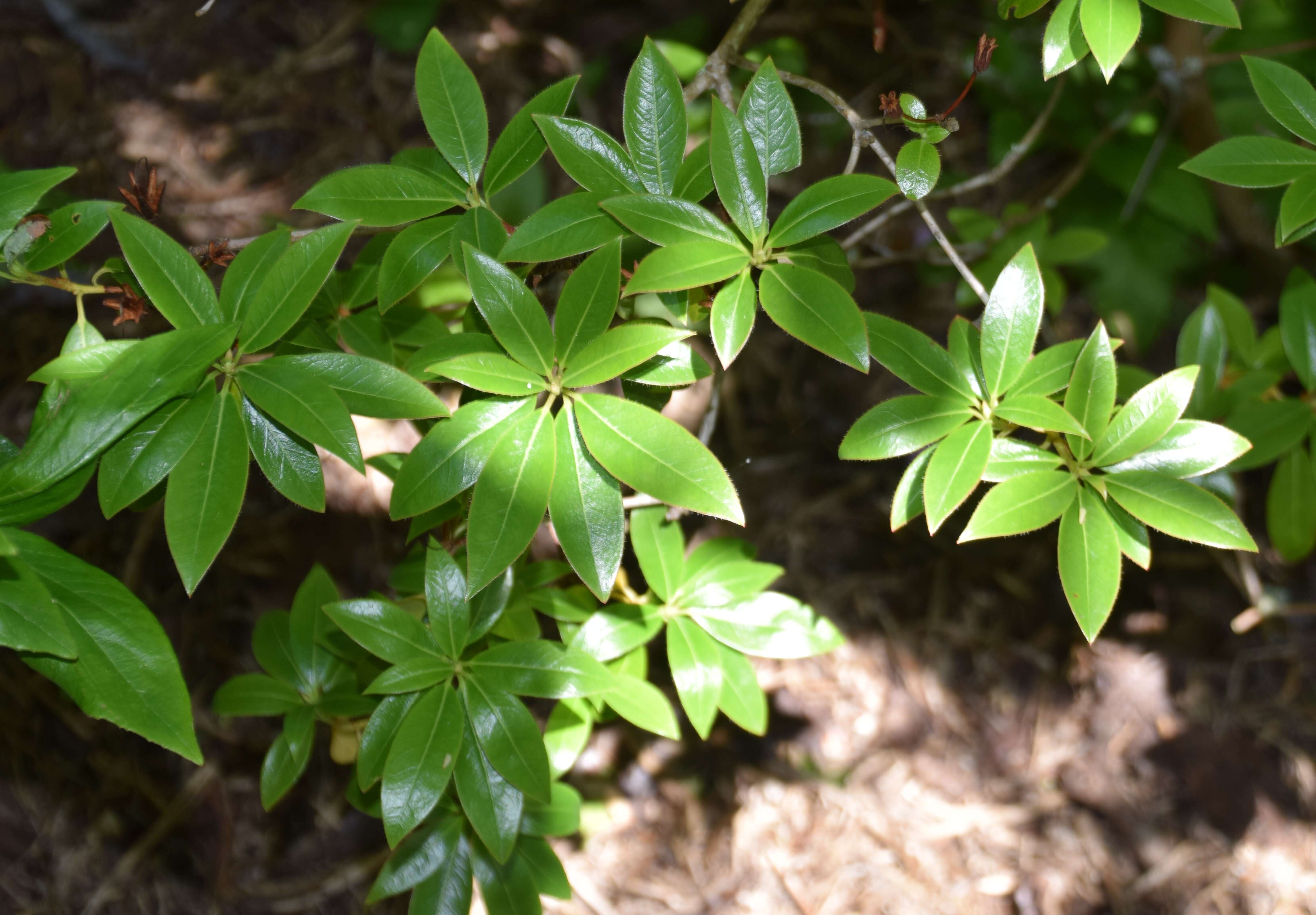 صورة Rhododendron davidsonianum Rehder & Wilson