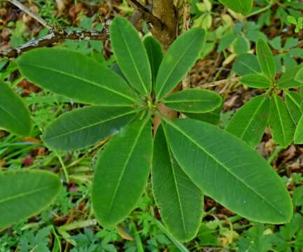 صورة Rhododendron facetum I. B. Balf. & Kingdon-Ward