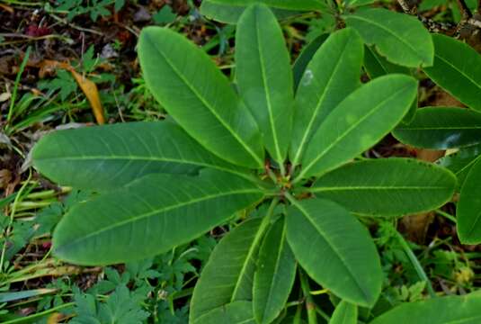 صورة Rhododendron facetum I. B. Balf. & Kingdon-Ward