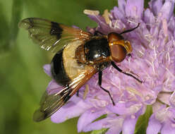 Image of Volucella