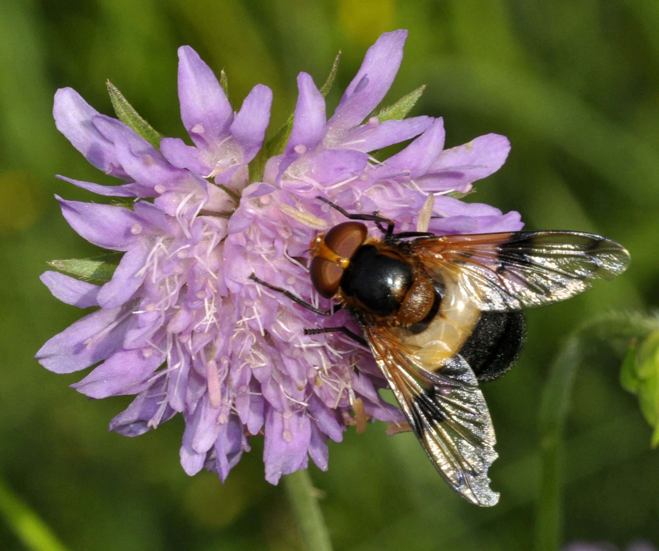 Image of gread pied hoverfly