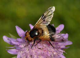 Image of gread pied hoverfly