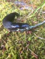 Image of ash-black slug