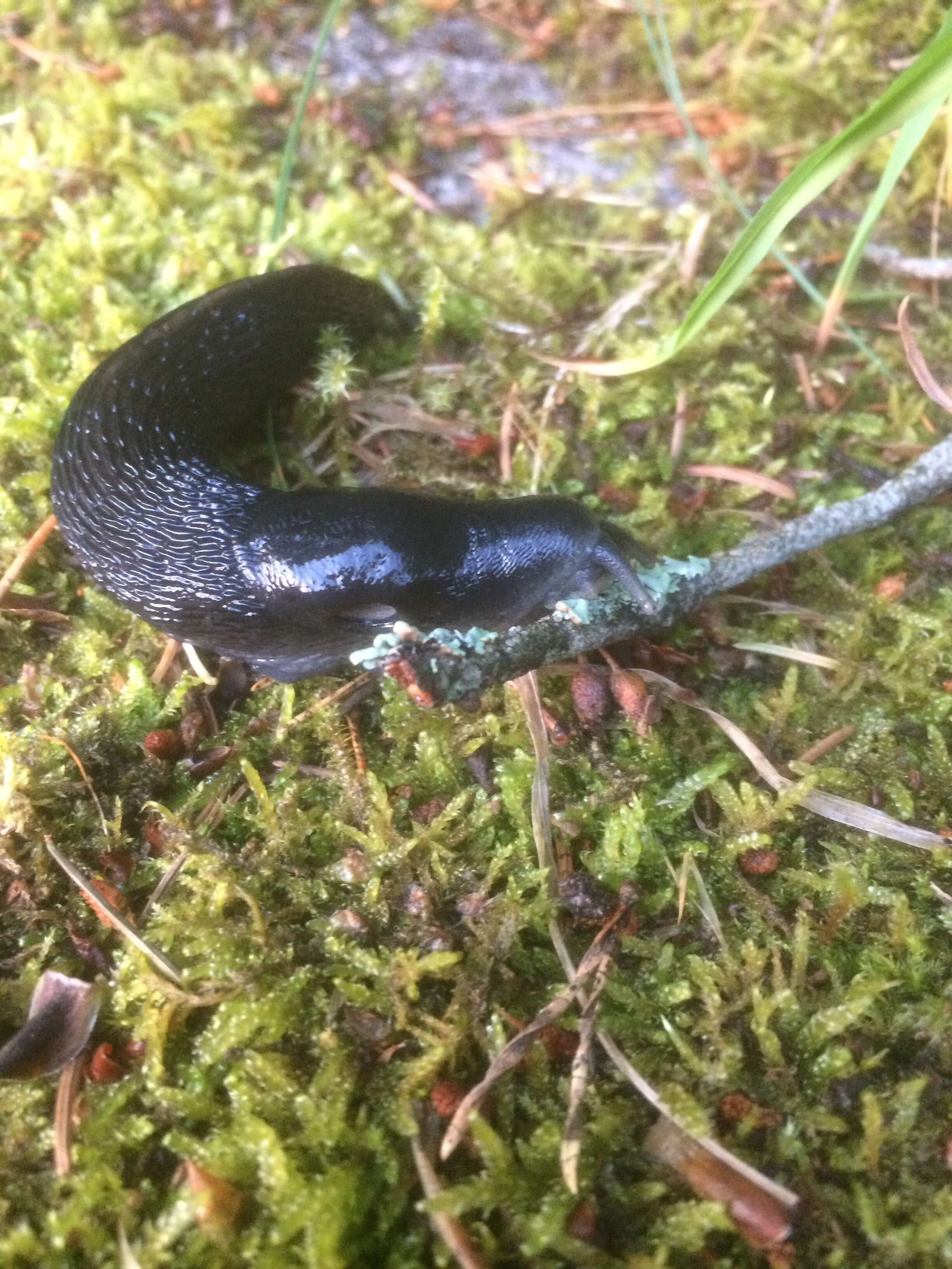 Image of ash-black slug