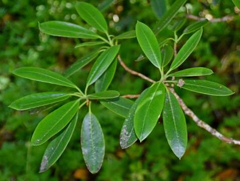 Image of Rhododendron irroratum Franch.