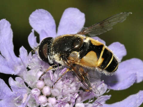 Image of <i>Eristalis horticola</i>