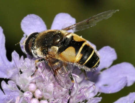 Image of <i>Eristalis horticola</i>