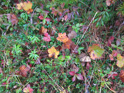 Image of cloudberry