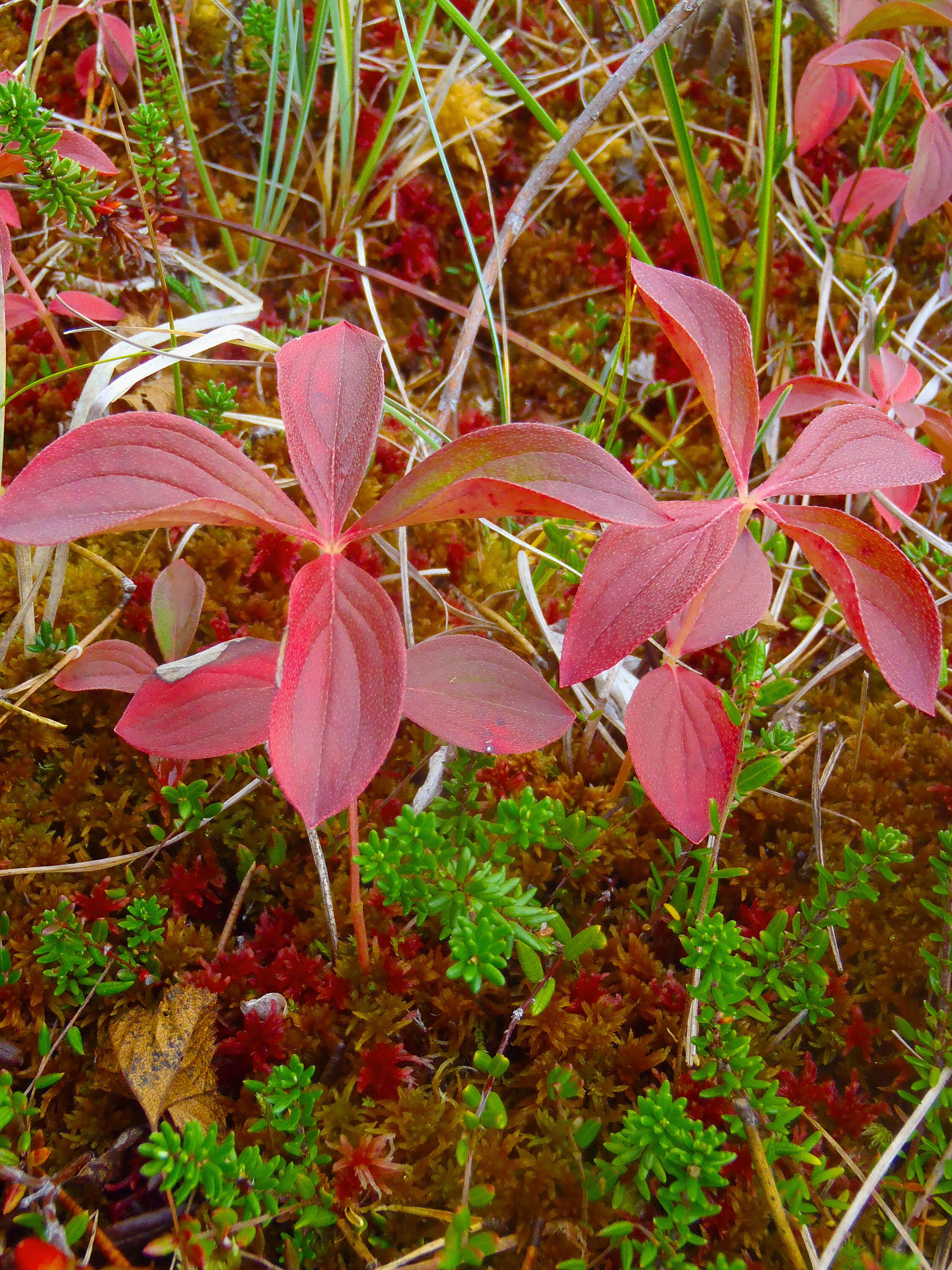 Image of Bunchberry